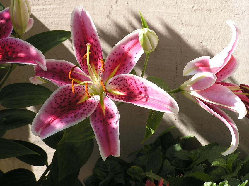 Fleurs
