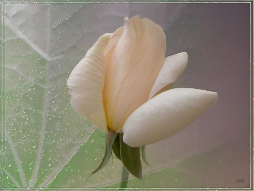 Rose 11110 3