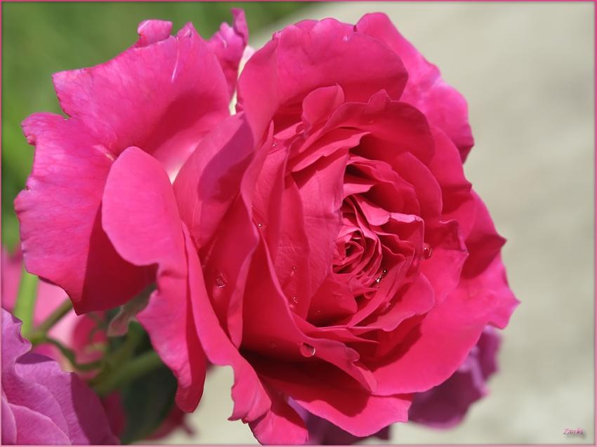 Rose 29509