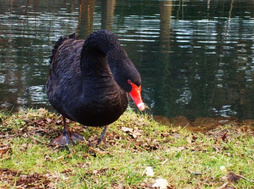 cygne noir