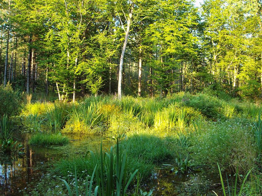 Fond d'cran Nature
