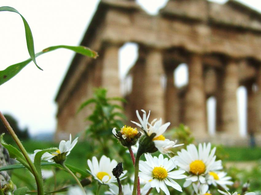 printemps  Paestum