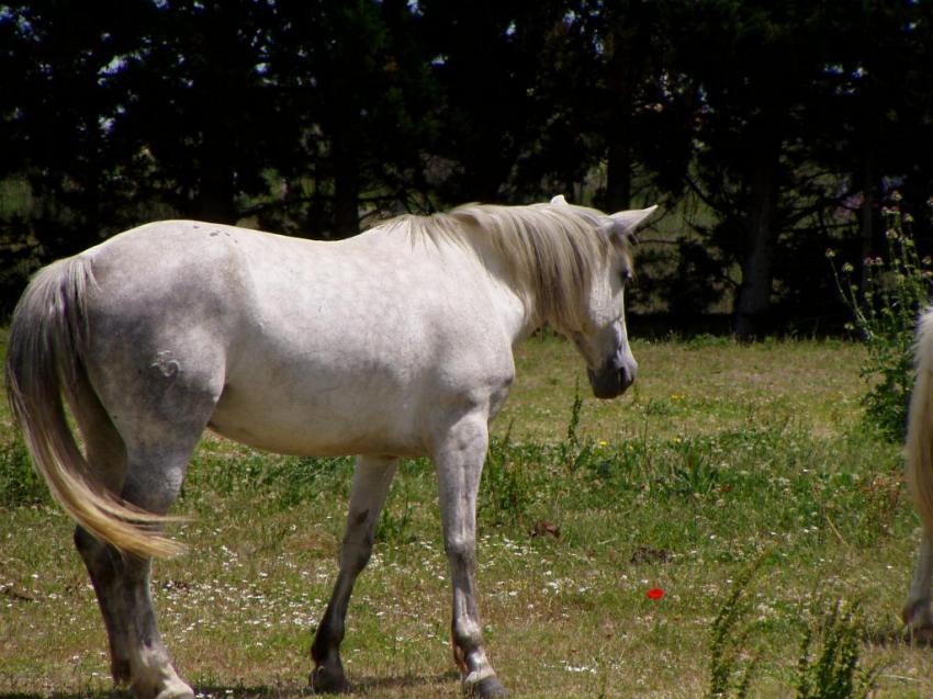 cheval