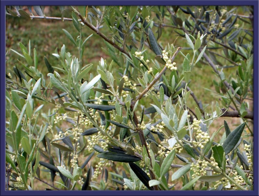 Rameaux d'olivier