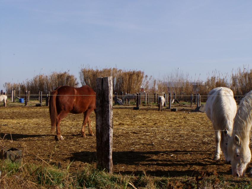 chevaux