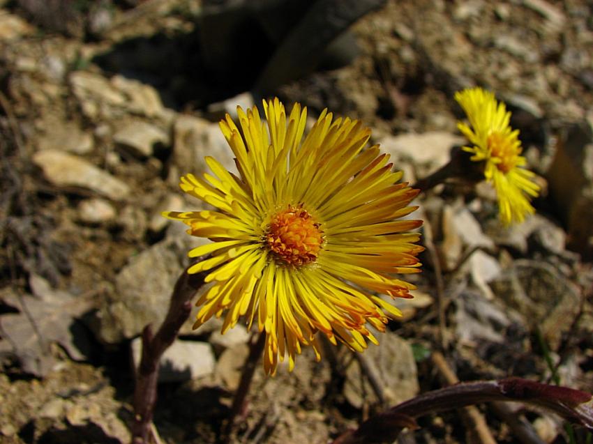 Tussilage 2010