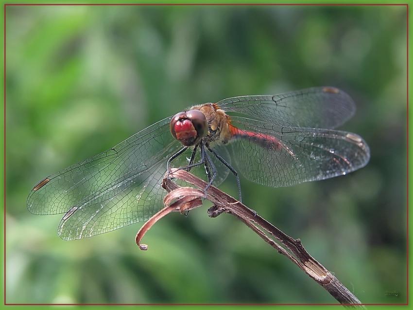 Libellule 6710 2