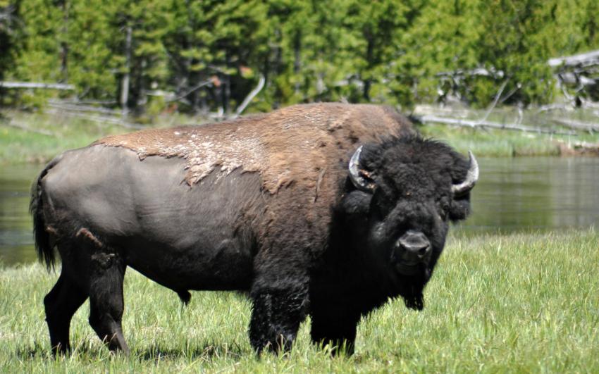 Un petit bison !!