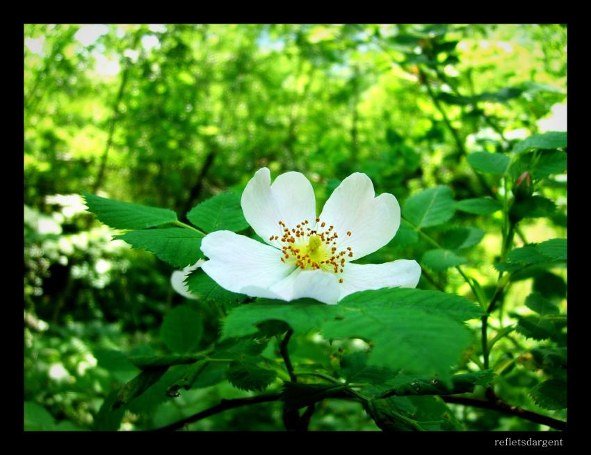 blanc sur vert