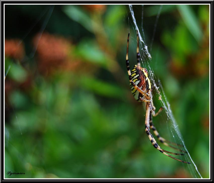 une petite araigne