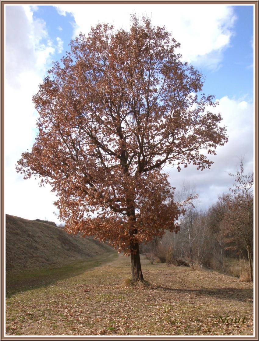 L'Arbre