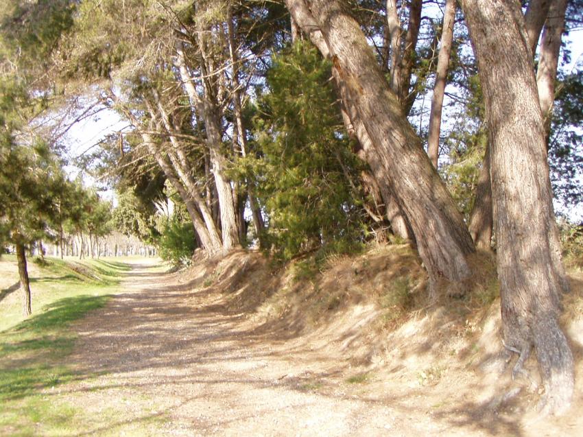 bois de l`eguille