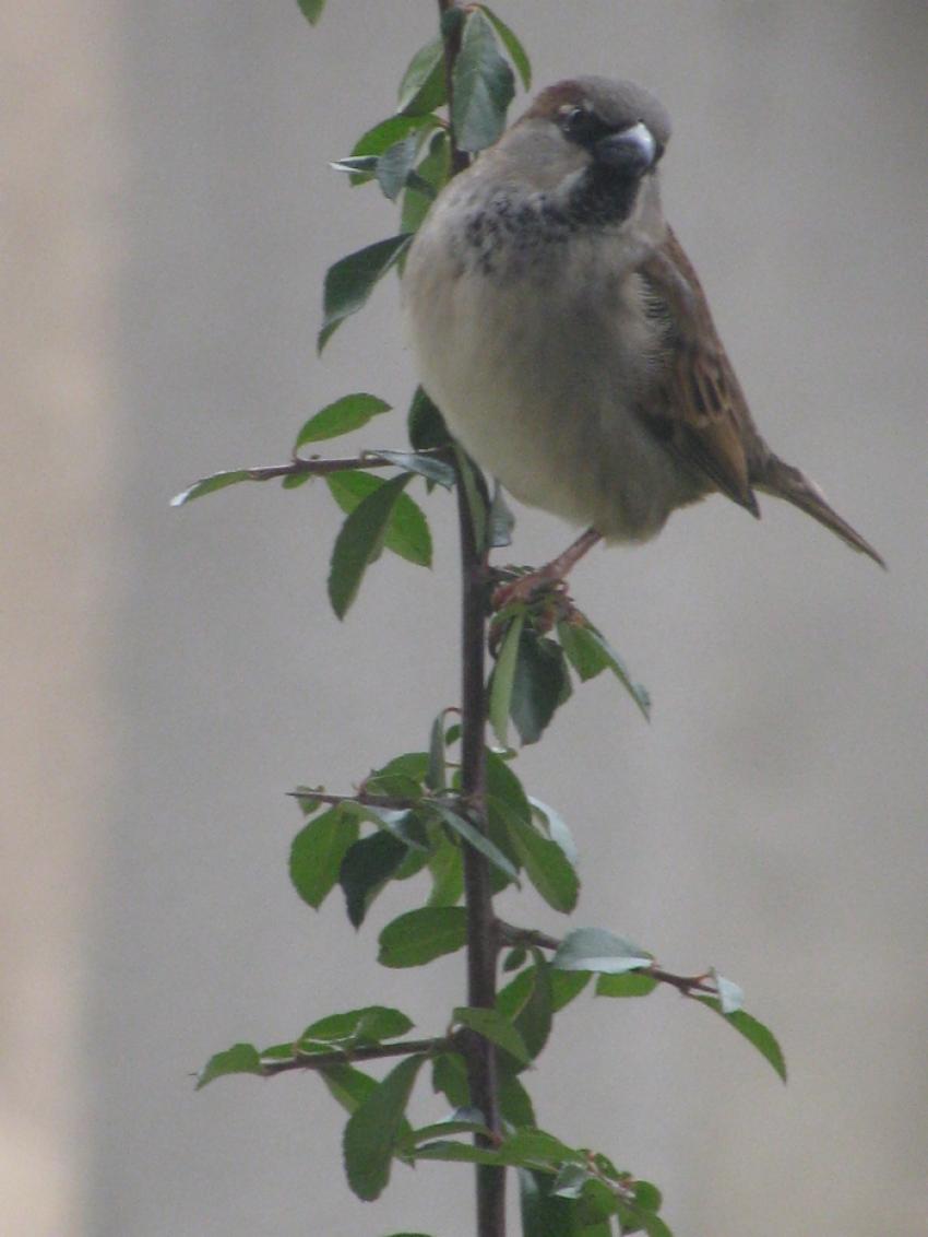 Oiseau