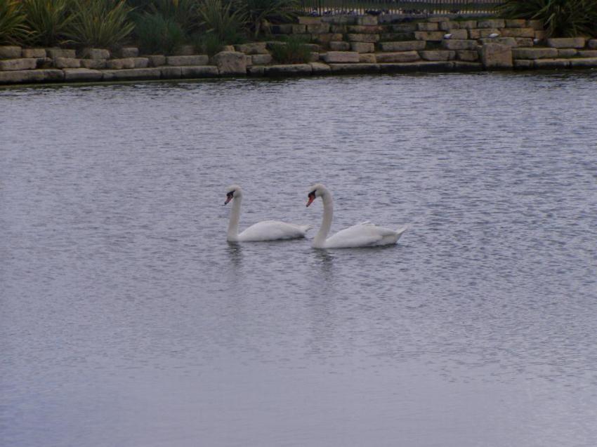 cigne