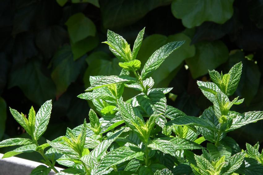 Tisane ou menthe  l'eau ?