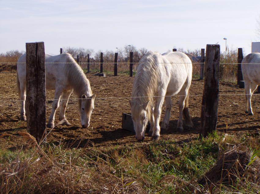 chevaux