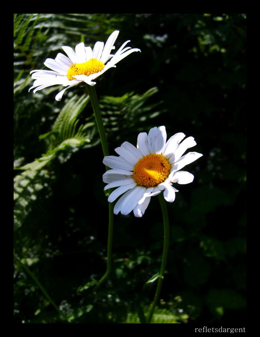 marguerites sauvages