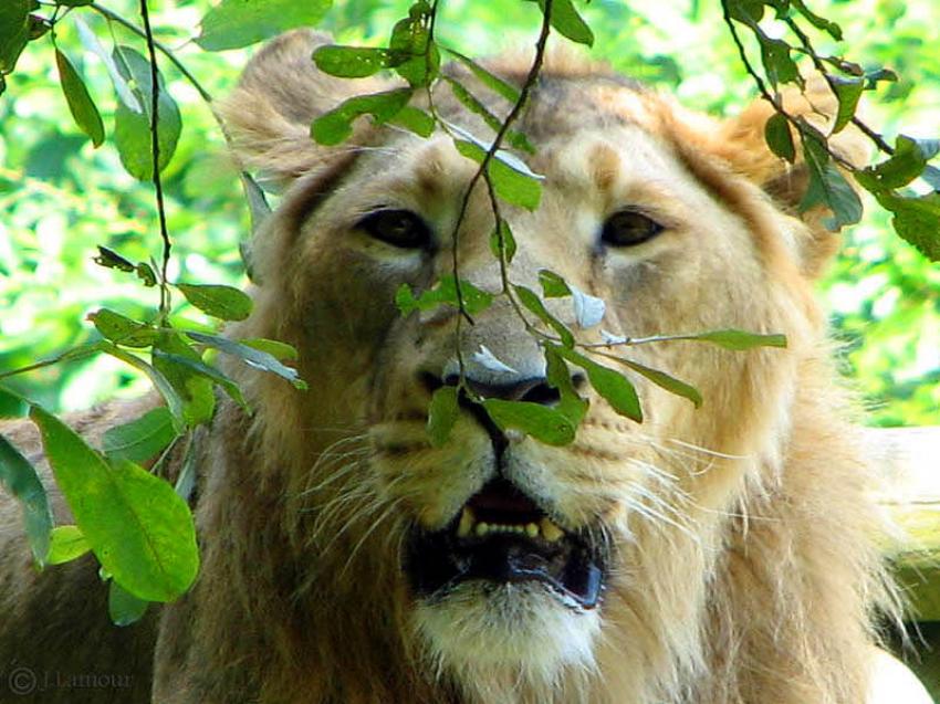 Portraits de Lions...