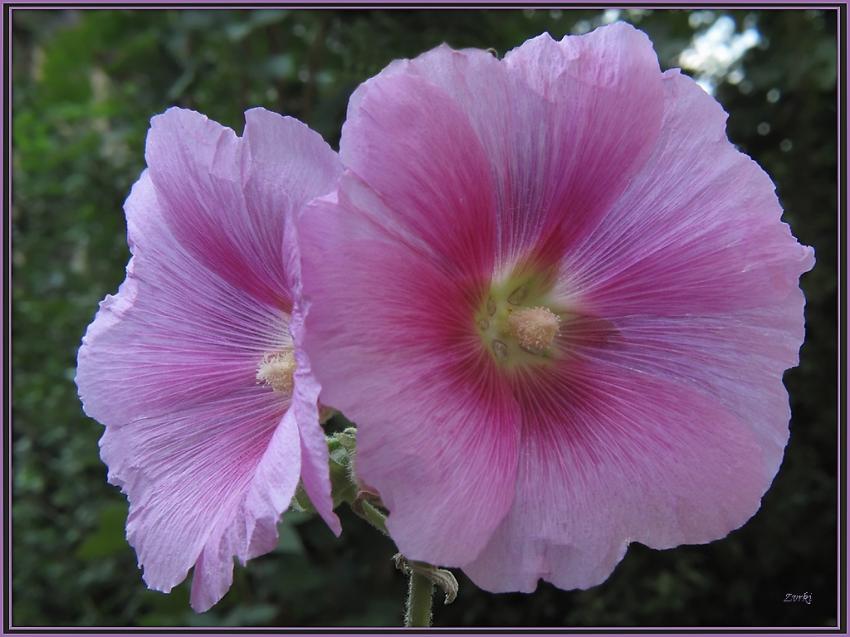 Fleurs 2009