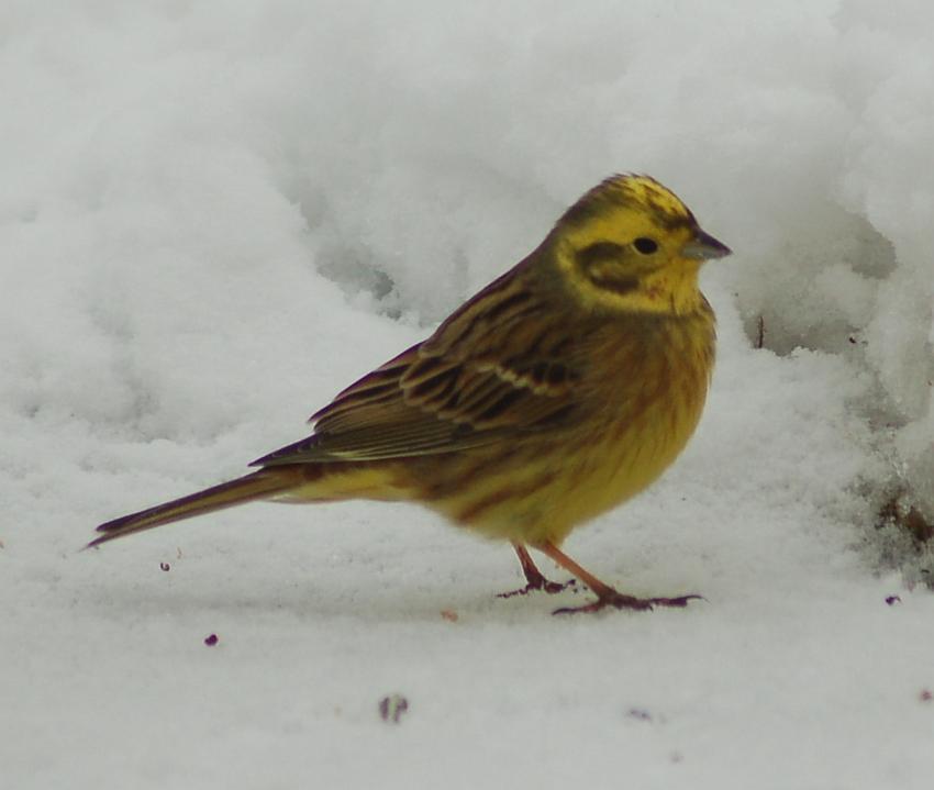 bruant jaune