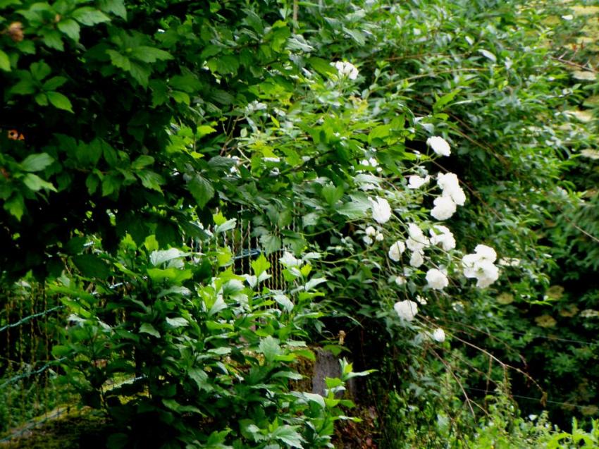 fleurs