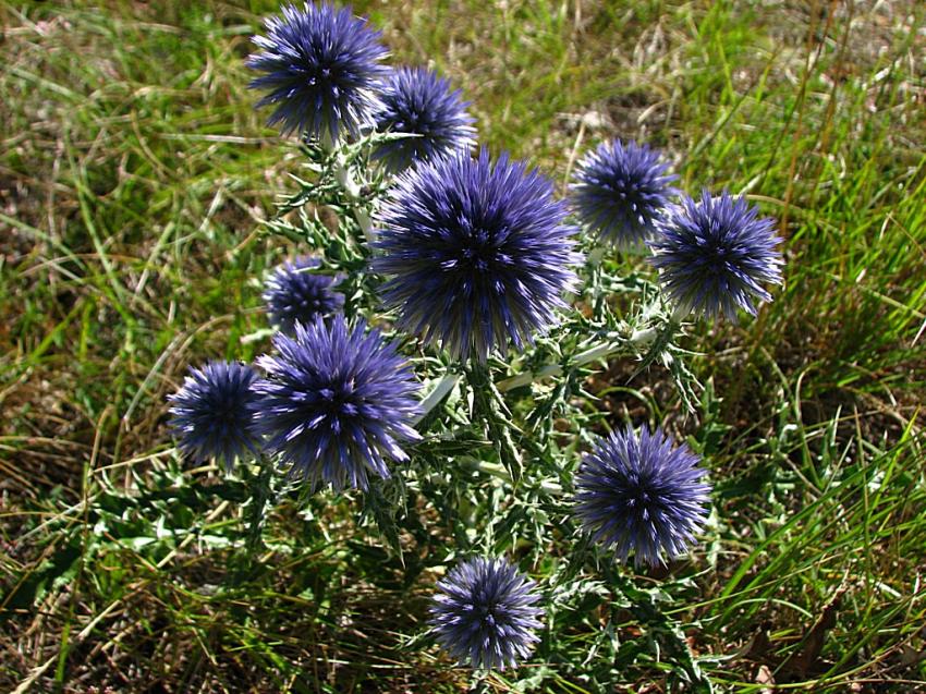 Un bouquet d'chinops