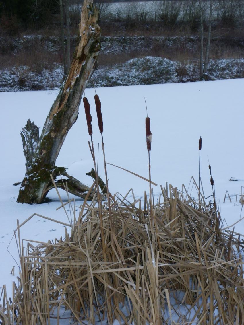 Roseaux en hiver