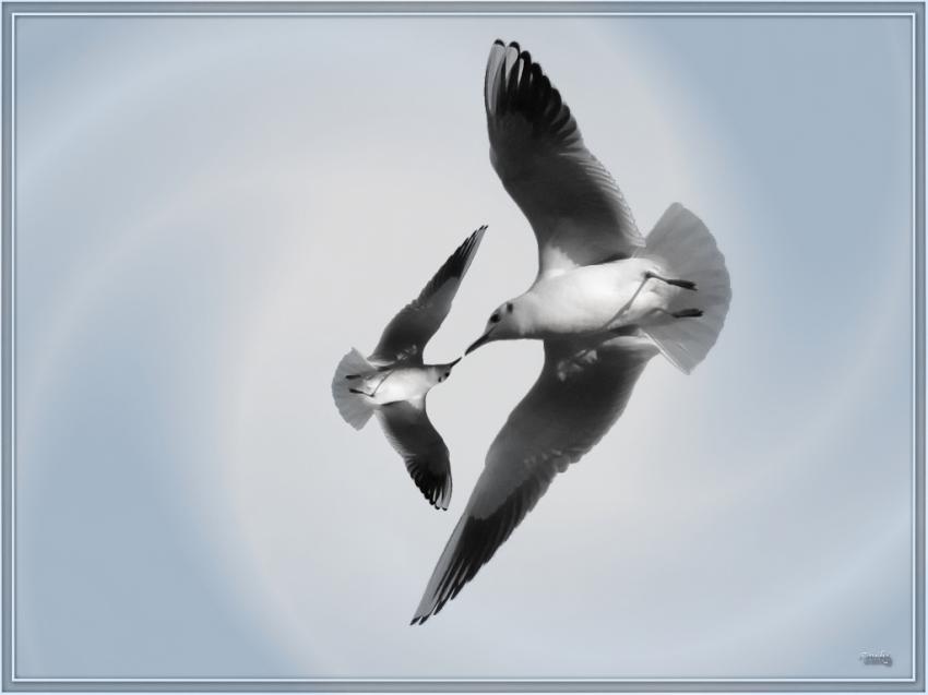 Les mouettes 120110 