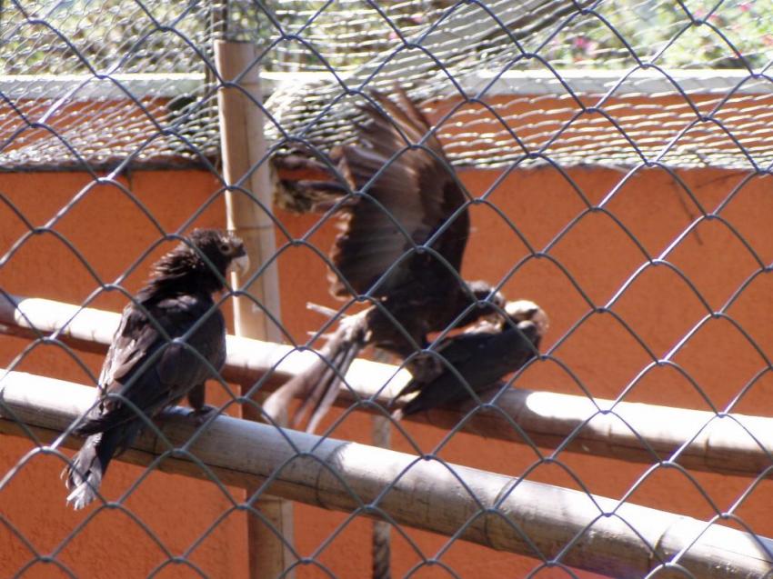 zoo