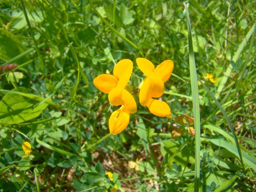 fleurs des champs