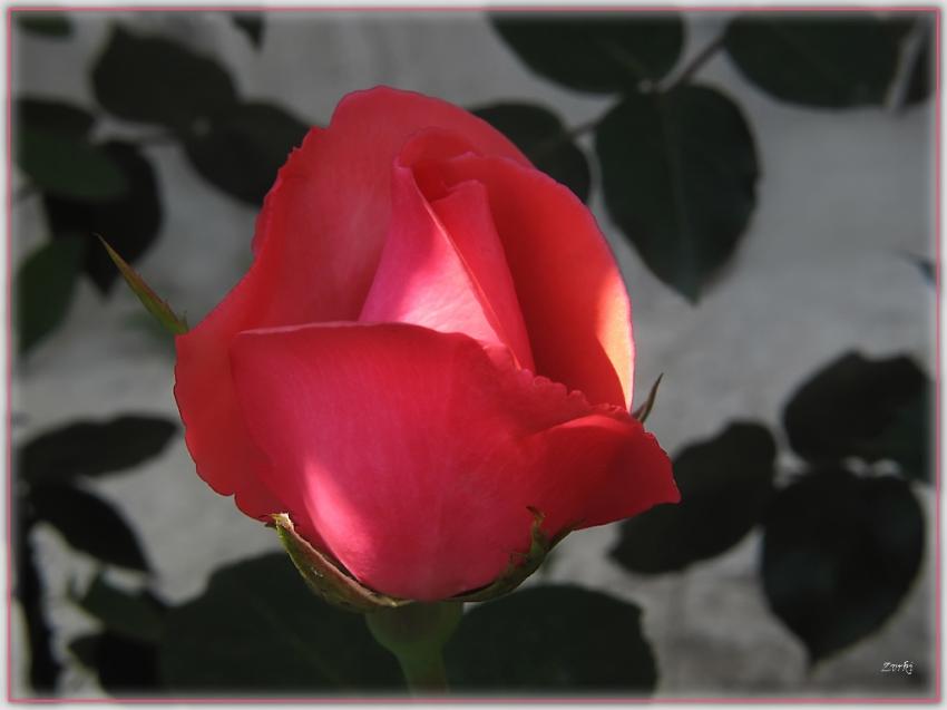 Rose 10510