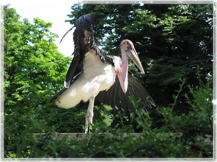 Oiseau 12710