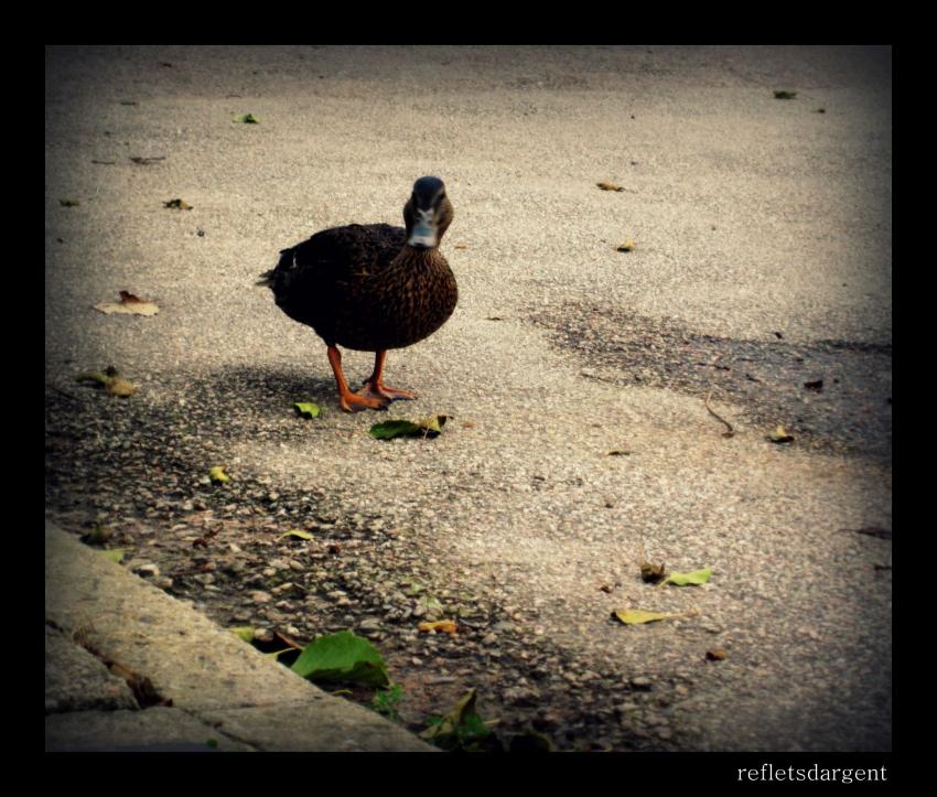 pause djeuner au milieu des canards
