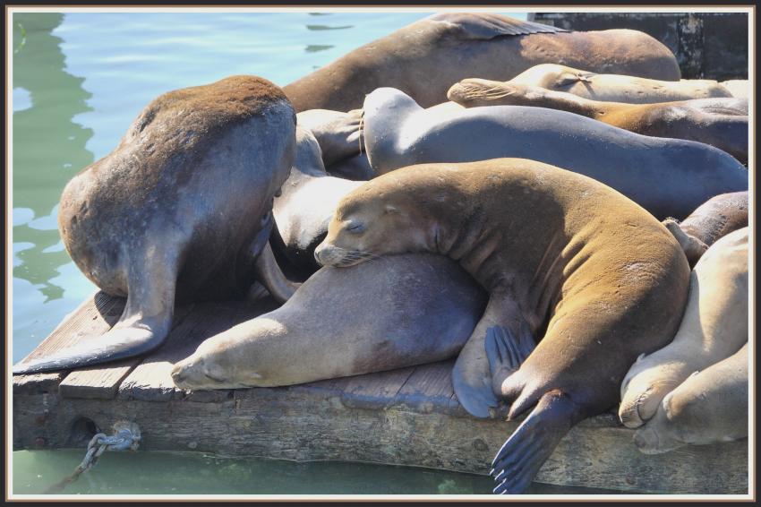 Otaries sur le Pier 39