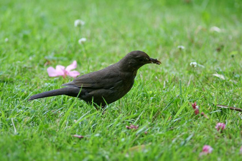 Oiseaux de nos jardins
