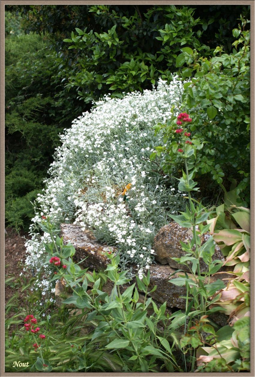 D'autres fleurs