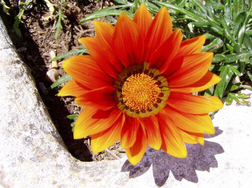 fleurs