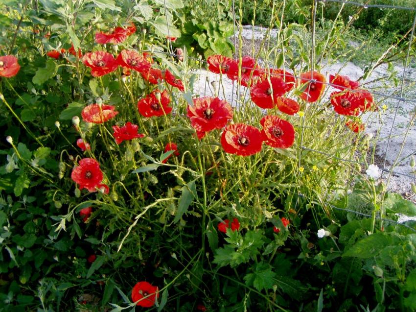 fleurs