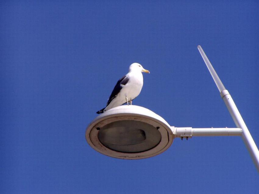 oiseaux
