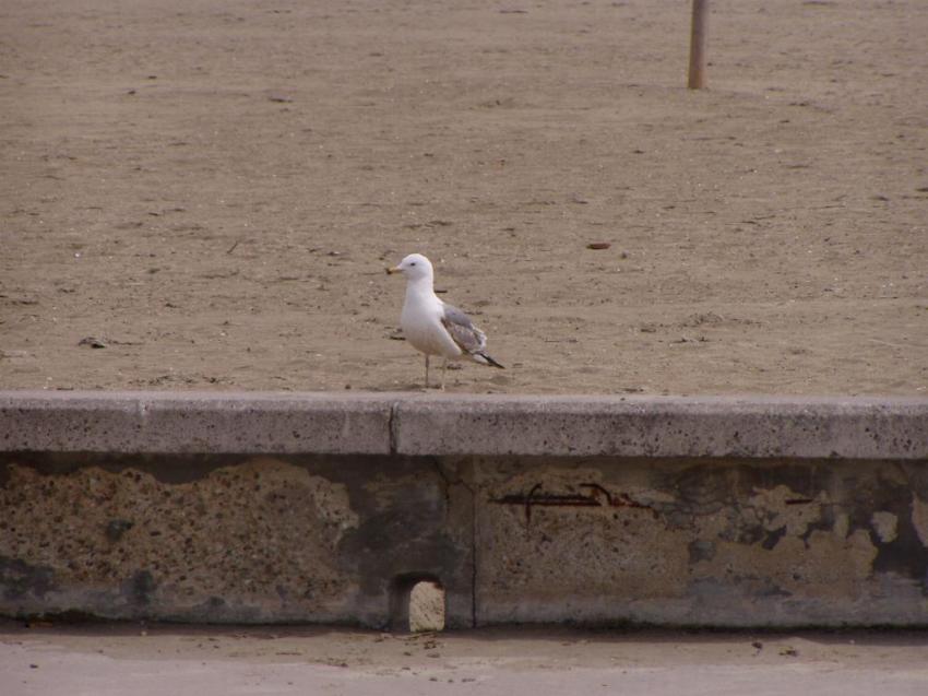 palavas