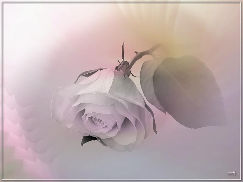 Rose 131209