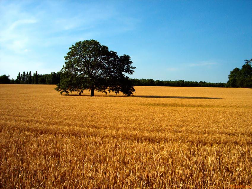 Campagne