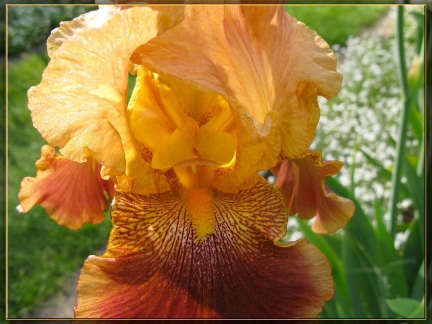 Iris