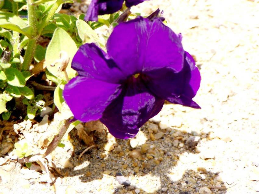 fleurs