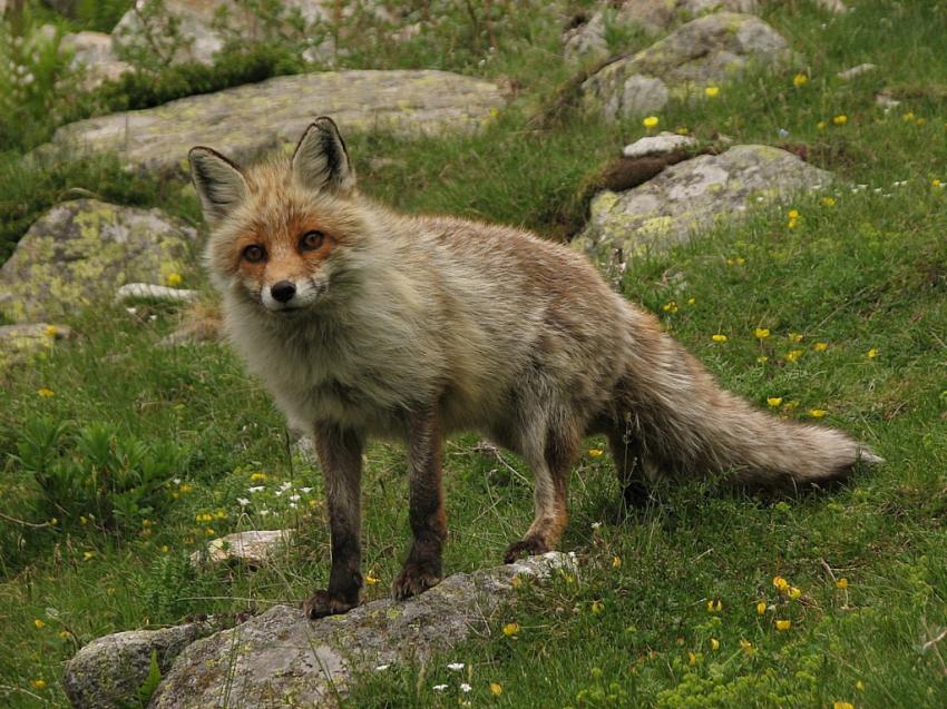 Renard du Mercantour .