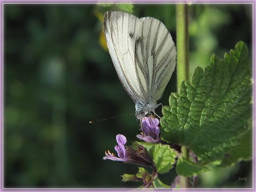 Papillon 1710 2