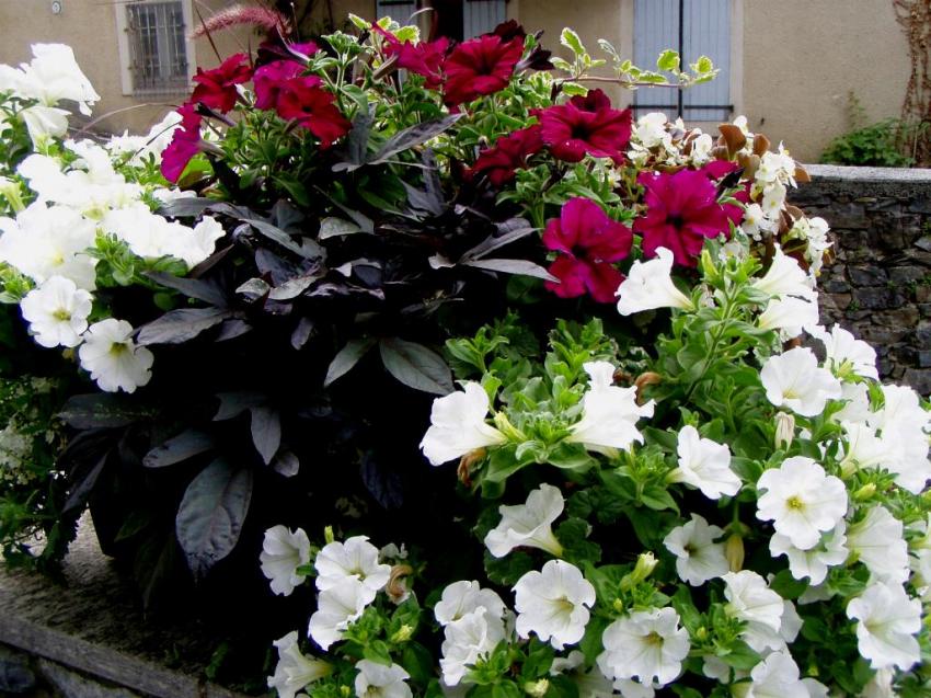 fleurs