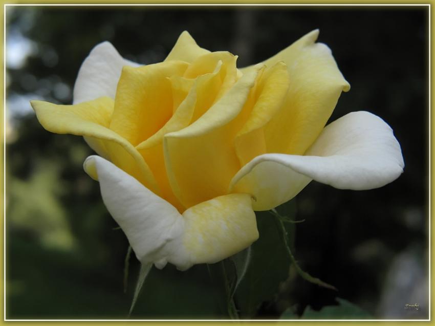Rose 18710