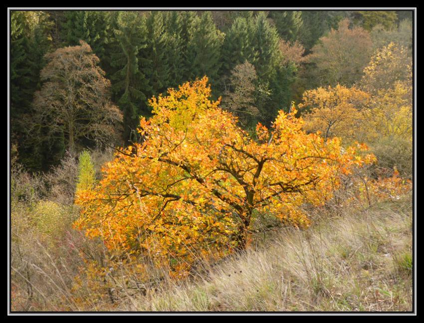 Fond des vaulx, marche-en-famenne