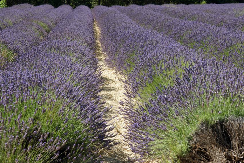 Couleur Lavande